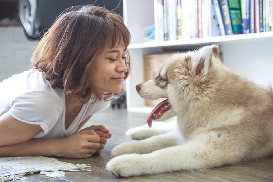 Les jouets du chien à faire soi-même